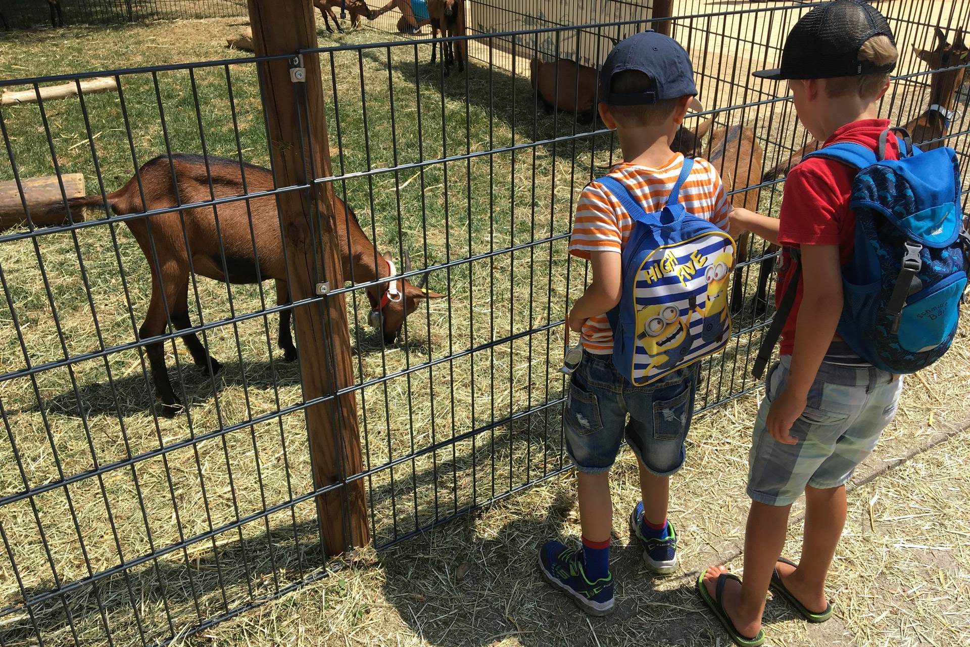 crèches kidsco Grandchamp chèvre