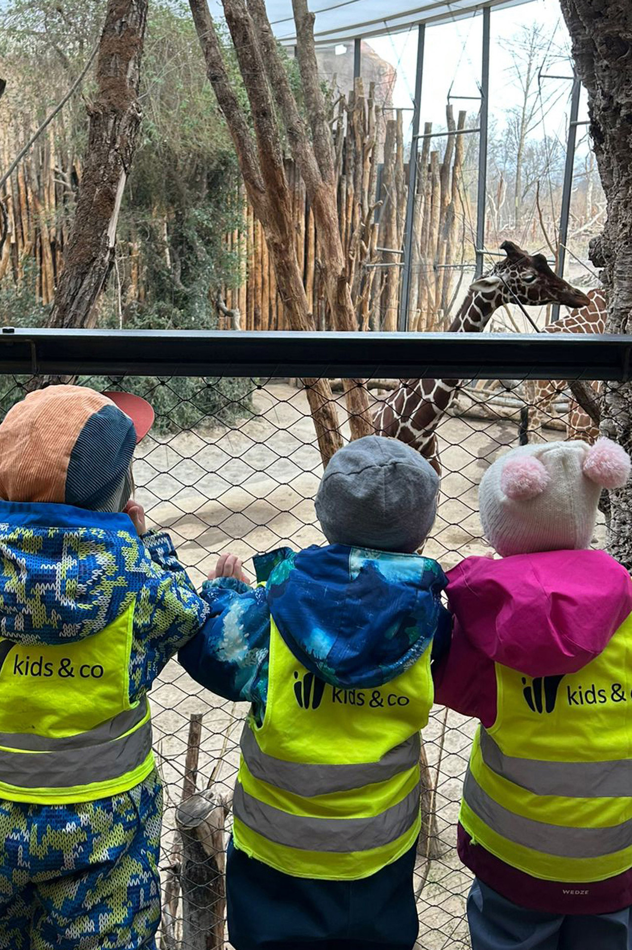 Kita kidsco Tiergarten Kinder beobachten eine Baby Giraffe