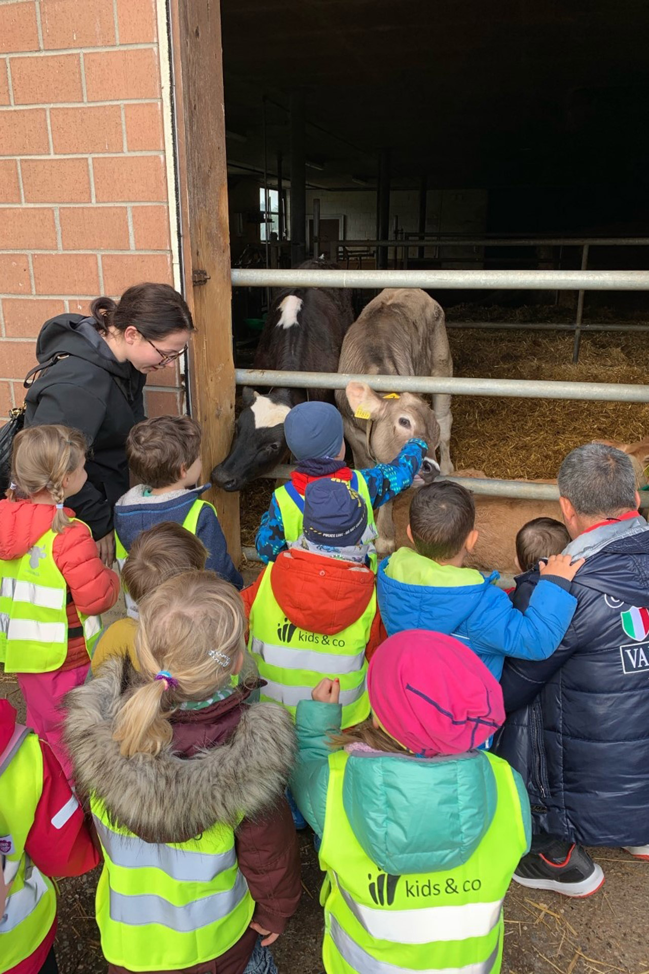 Kita kidsco Tiergarten Kinder kommen in Kontakt mit einem Kalb während eines Ausfluges